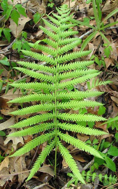 Southern Shield Fern THELYPTERIS KUNTHII