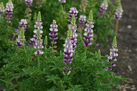 Lupinus Hartwegii Avalune Lilac Flower Seeds