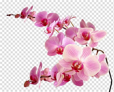 Pink orchid flower transparent background PNG clipart | HiClipart