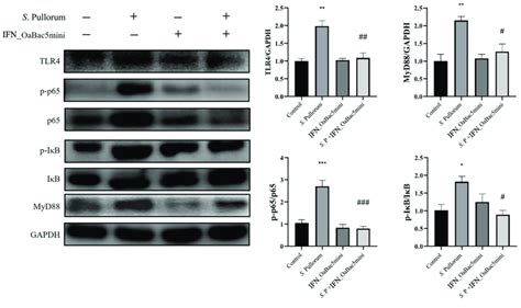 Expression Levels Of Proteins In The Tlr4 Myd88 Nf κb Pathway In The