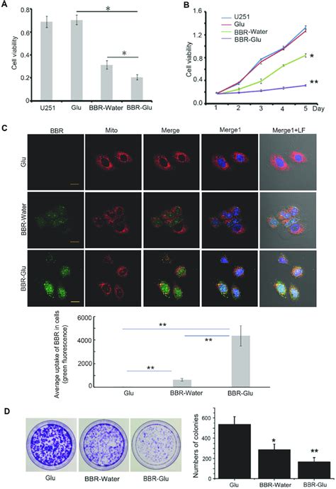 More Uptake And Cytotoxicity Of U251 Glioma Cells Treated By Bbr Glu