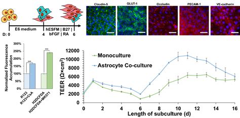 Protocols For IPSC Derived Brain Endothelial Cells