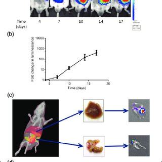 Development Of The Syngeneic Orthotopic Model A Representative Ivis