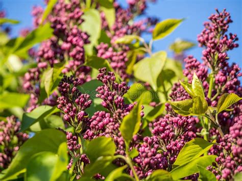 Purple Lilac Bush in the Park Stock Image - Image of decoration, leaf ...