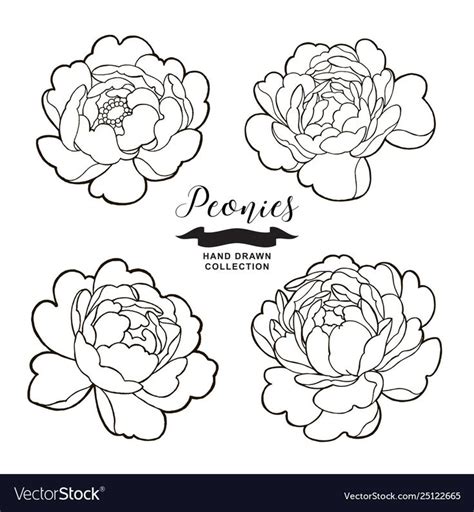 Four Peonies Hand Drawn In Black And White