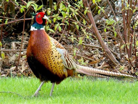 Ringneck Pheasant Ornamental Bird Earthquake Detector By Pets Of Usa