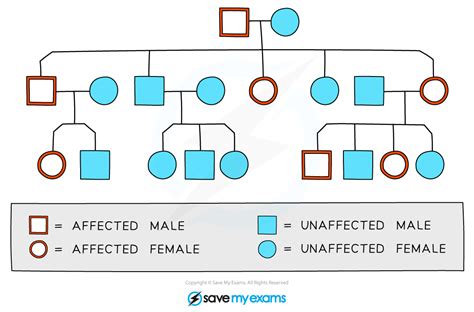 Pedigree Diagrams Igcse Biology Revision Notes