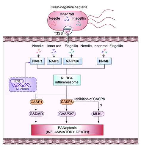 Mechanism Of Nucleotide Binding Oligomerization Domain Nod Like