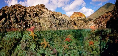 tiny monsters   sea hakai magazine