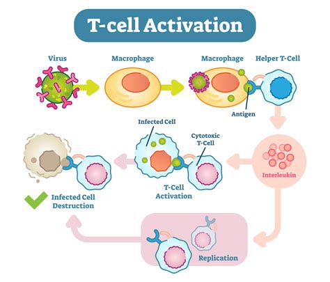 How The Immune System Relies On Vitamin D Grassrootshealth