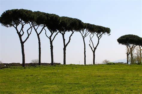 Fermi Un Attimo Fatto I Pini Di Roma Parco Degli Acquedotti