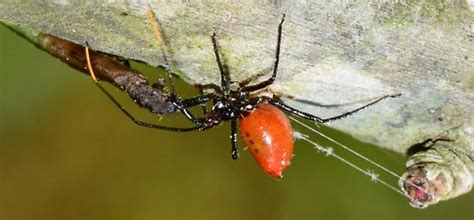 Assassin Bug With Prey Wheel Bug Arilus Cristatus Arilus