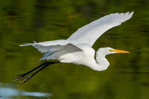 Graceful Flight Great Egret Fly By Chicago Bob Panozzo Flickr