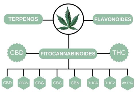 Cannabis Medicinal Para El Dolor Doctor Carlos Morales