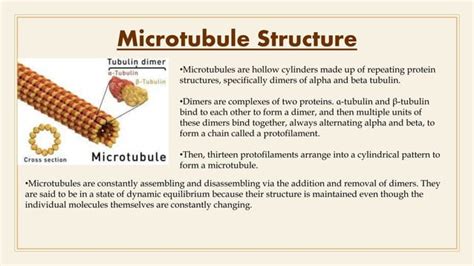 Cytoskeleton Structure Microfilaments Microtubules And Intermediate Filaments Ppt