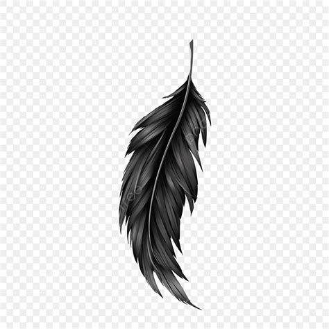 Top Imagenes De Plumas Negras Destinomexico Mx