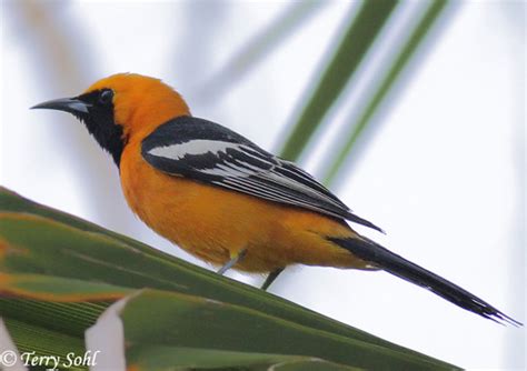 Hooded Oriole Species Information And Photos