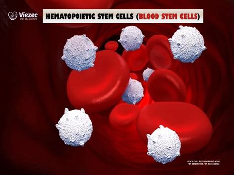 Know About Hematopoietic Stem Cells: A User Guide in Details