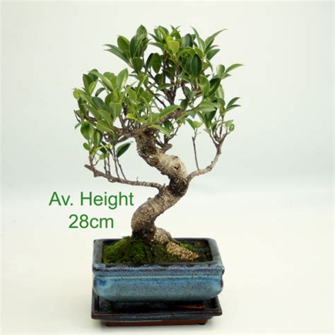 Ficus Indoor Bonsai Tree Care - ALL THINGS BONSAI