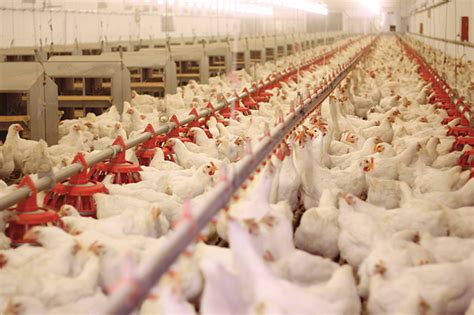 The Truth About The Modern Day Chicken Industry