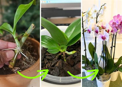 How To Grow Orchids From Leaves What Works And What Doesnt