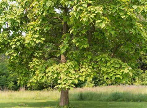 Catalpa uma bela árvore de sombra Dicas da avó