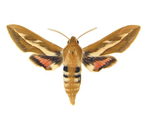 hyles zygophylli