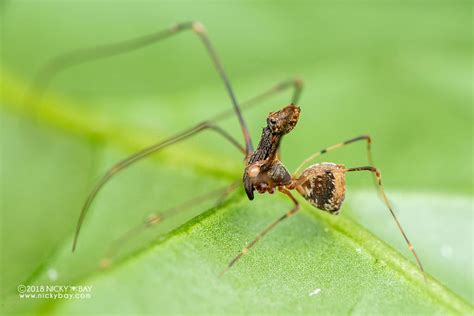 Pelican Spiders: The Spider Assassin Specialist - Macro Photography by ...