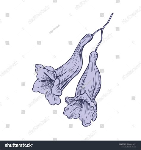 Two Flower Jacaranda Tree Vector Illustration Stock Vector (Royalty ...