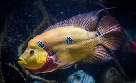 Trimac Cichlid Cichlasoma Trimaculatum Ultimate Care Guide Fish