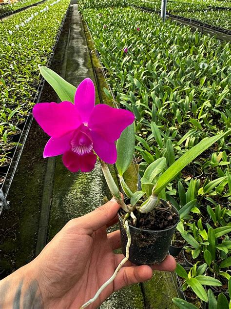 Cattleya Isabelle Stone Adulta Orquidário Suzuki