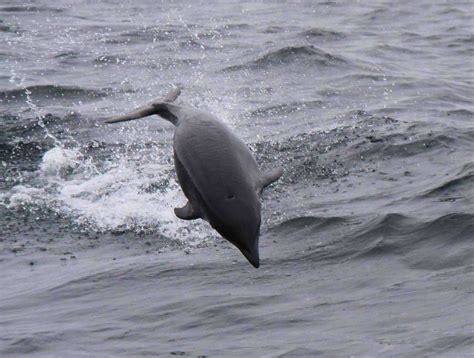 Northern Right Whale Dolphin Whale And Dolphin Conservation Usa