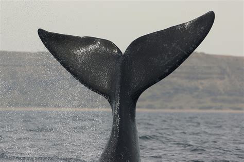 Southern Right Whale Tail Slap Argentina Photograph by Hiroya Minakuchi ...