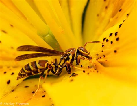 Red Paper Wasp Macro Close Up Critiques Nature Photographers Network