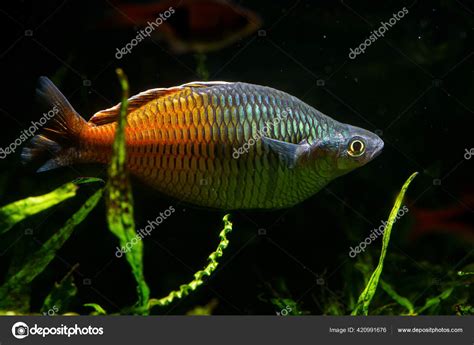 Tropical Rainbow Fish