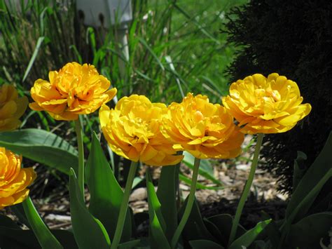 Banco De Imagens Natureza Flor Plantar Flor Floral Tulipa