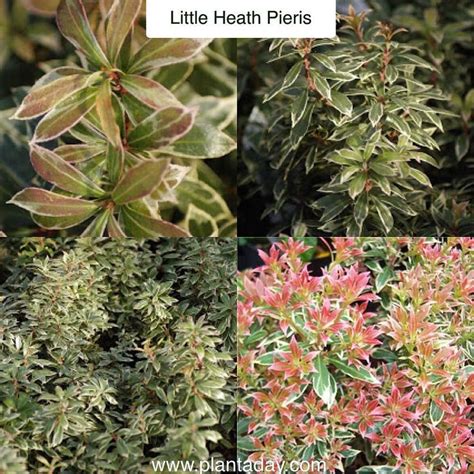 Plant A Day John Connors On Instagram Little Heath Pieris Pieris