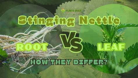 Stinging Nettle Root Vs Leaf: Big Differences To Know