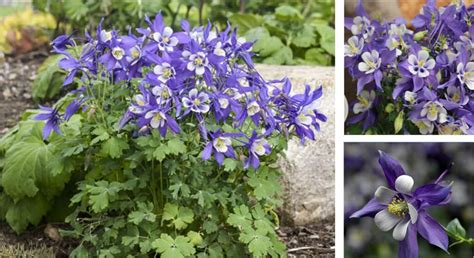 Columbine Kirigami Deep Blue And White