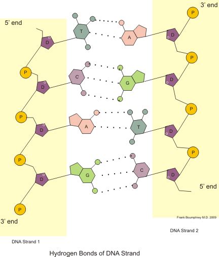 Nitrogenous Base Sciencetopping