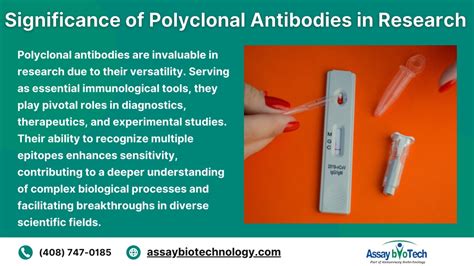 PPT - Unveiling the World of Polyclonal Antibodies: Origins, Structures, and Impact in ...