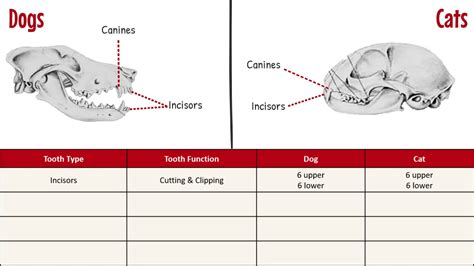 Carnivore Teeth Diagram