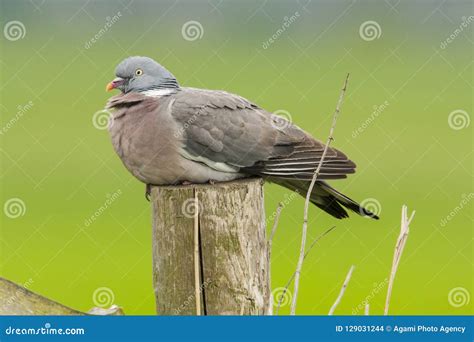 Houtduif Common Wood Pigeon Columba Palumbus Stock Photo Image Of