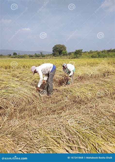 Indian Village People Cutting Paddy Rice Manual Editorial Stock Photo