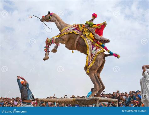 Bikaner Camel Festival In Rajasthan India Editorial Image Image Of