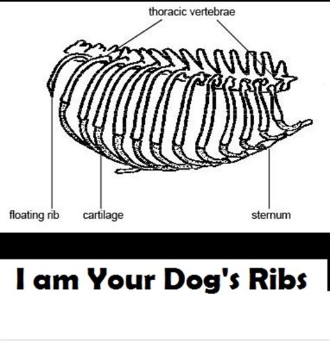 Signs Of Dog Broken Rib Daily Dog Discoveries