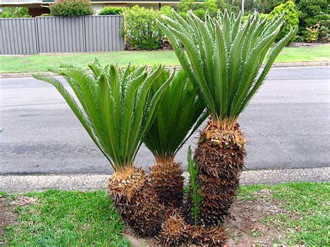 Cycas Morhology Anatomy Life Cycle Living Fossil