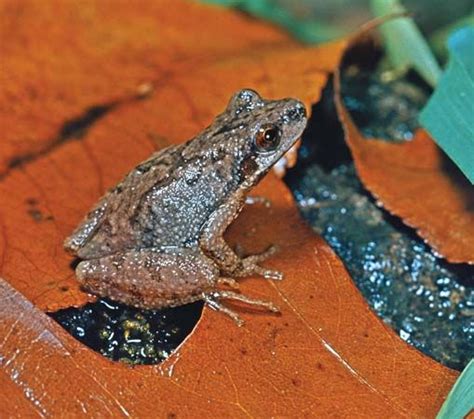 Chorus Frog Amphibian