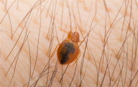 How To Identify Bed Bugs And How To Get Rid Of Them In Yakima County