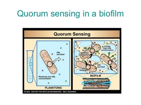 Quorum sensing in bacterial populations